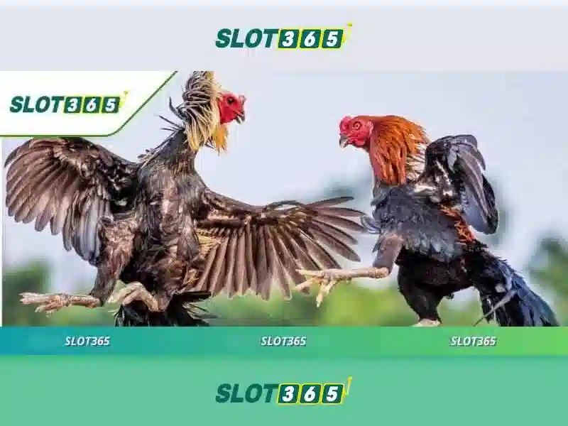 Slot365 - Giới thiệu nền tảng xèng trực tuyến Go88