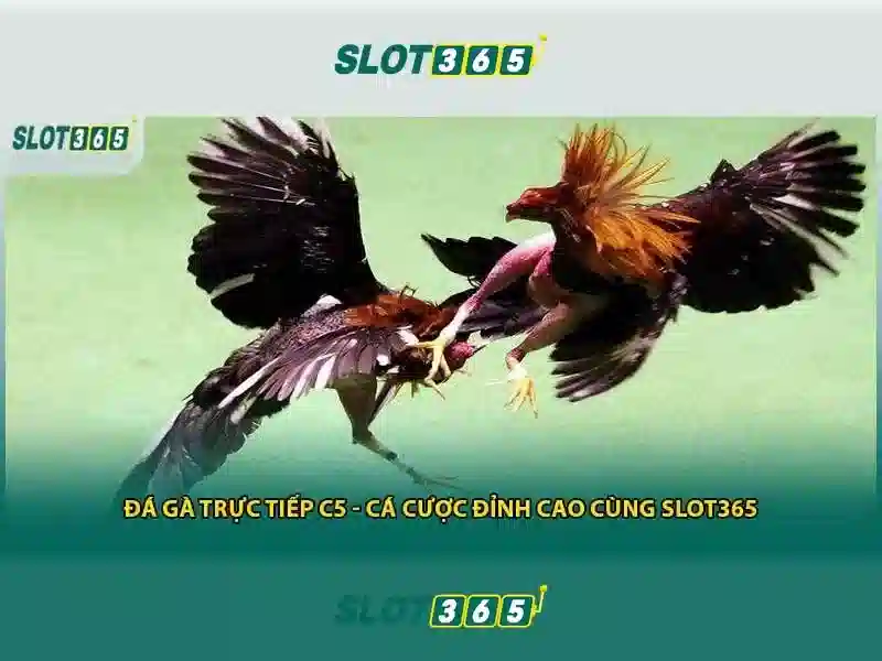 Các tính năng nổi bật của Slot365\n\n<h2>Hướng dẫn bắt đầu và mẹo chơi</h2>\n<p>Để bắt đầu, người chơi cần đăng ký tài khoản, xác thực danh tính và nạp tiền với phương thức được hỗ trợ. Bạn có thể chọn mức cược phù hợp, theo dõi bảng chi tiết và thiết lập giới hạn để quản lý ngân sách. Mẹo chơi gồm chọn trò chơi có RTP cao, kiểm tra tính năng đặc biệt và tận dụng vòng quay miễn phí một cách khôn ngoan.</p>\n\n<h2>An toàn và hỗ trợ người chơi</h2>\n<p>Slot365 cam kết bảo mật thông tin cá nhân của người dùng bằng công nghệ mã hóa và các biện pháp bảo mật tiên tiến. Nếu gặp sự cố, người chơi có thể liên hệ với bộ phận hỗ trợ 24/7 qua chat trực tiếp hoặc email để được giải quyết nhanh chóng.</p>\n\n<h2>Kết luận</h2>\n<p>Slot365 mang lại trải nghiệm chơi slot trực tuyến linh hoạt, với sự đa dạng trò chơi và hệ thống an toàn. Đây là một lựa chọn tốt cho người chơi mới lẫn người chơi dày dặn, khi họ tìm kiếm sự tiện lợi và sự an tâm khi đặt cược.</p>
