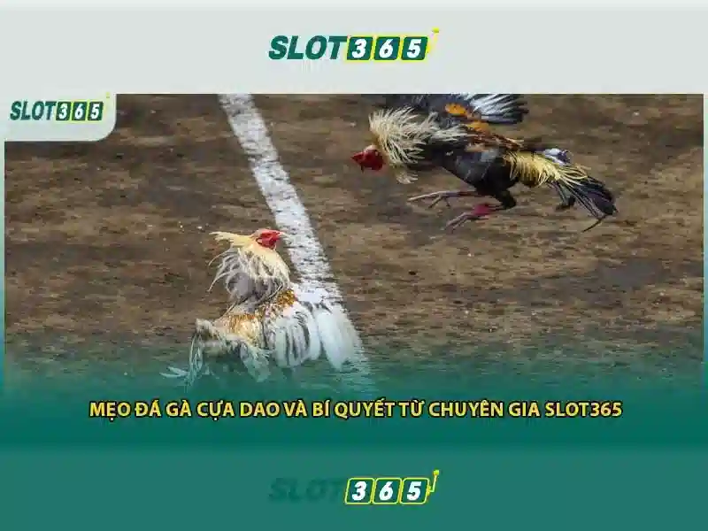 Slot365 uy tín không – Tổng quan và giá trị cốt lõi Slot365 uy tín không – Tổng quan và giá trị cốt lõi