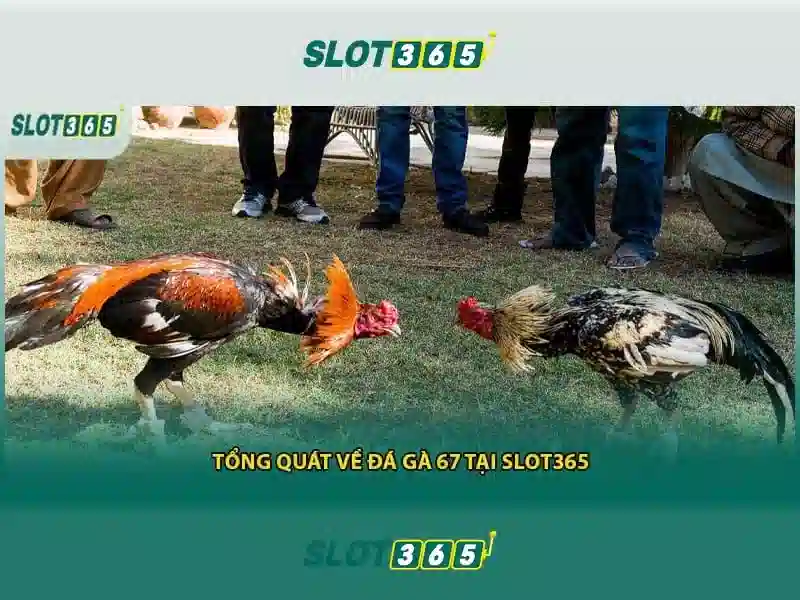 Slot365 là gì\n<h2>Các tính năng nổi bật</h2>\n<p>Giao diện người dùng tối ưu cho di động và máy tính để bàn, tối ưu tốc độ tải và bảo mật dữ liệu, chương trình khuyến mãi hấp dẫn, và hỗ trợ khách hàng 24/7.</p>\n<h2>Trải nghiệm người chơi và thanh toán</h2>\n<p>Slot365 hỗ trợ nhiều phương thức thanh toán, rút tiền nhanh chóng, và các biện pháp bảo mật như mã hóa SSL, xác thực hai yếu tố và tuân thủ các chuẩn bản quyền và an toàn trò chơi.</p> Slot365 là gì\n<h2>Các tính năng nổi bật</h2>\n<p>Giao diện người dùng tối ưu cho di động và máy tính để bàn, tối ưu tốc độ tải và bảo mật dữ liệu, chương trình khuyến mãi hấp dẫn, và hỗ trợ khách hàng 24/7.</p>\n<h2>Trải nghiệm người chơi và thanh toán</h2>\n<p>Slot365 hỗ trợ nhiều phương thức thanh toán, rút tiền nhanh chóng, và các biện pháp bảo mật như mã hóa SSL, xác thực hai yếu tố và tuân thủ các chuẩn bản quyền và an toàn trò chơi.</p>