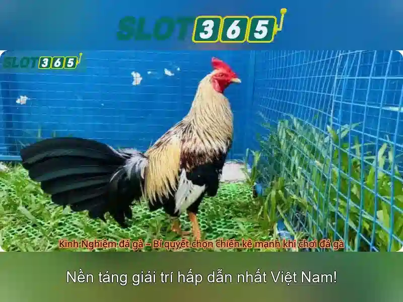Đăng Nhập